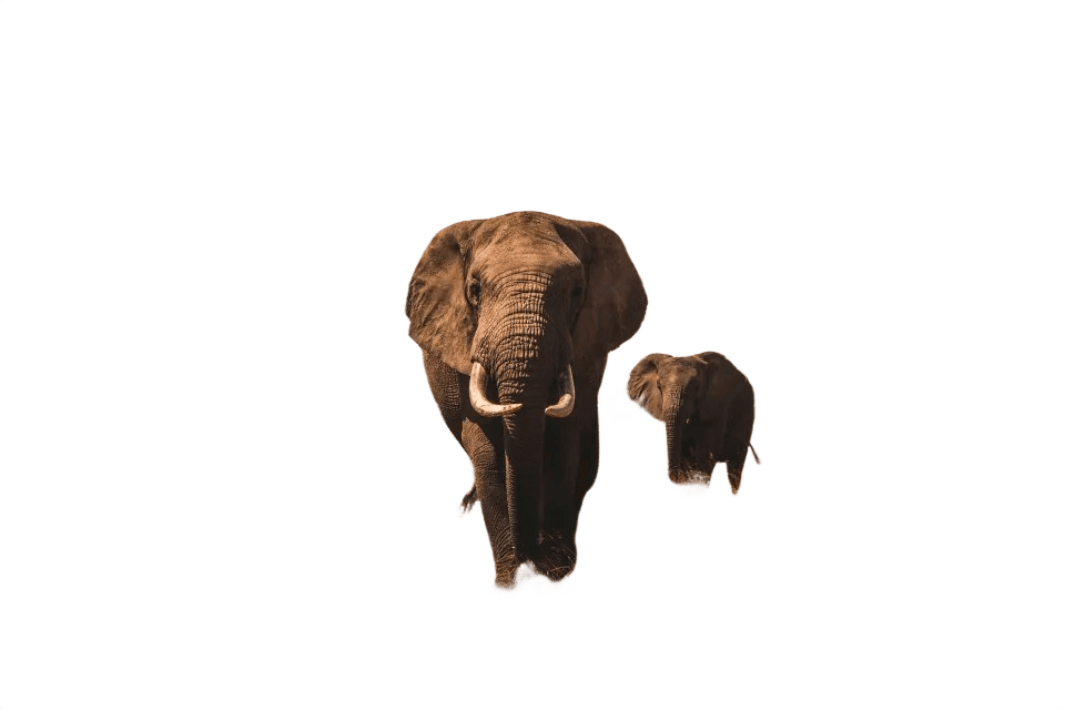 Background removed sample