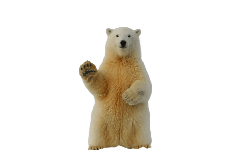 Background removed sample